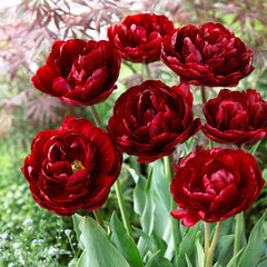 Double Late Collection Tulip Bulbs Blooms Species Growing Bonsai Roots Rhizomes Corms Tubers Potted Planting Reblooming Fragrant Garden Flower Seeds Plant