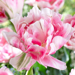 Double Late Collection Tulip Bulbs Blooms Species Growing Bonsai Roots Rhizomes Corms Tubers Potted Planting Reblooming Fragrant Garden Flower Seeds Plant