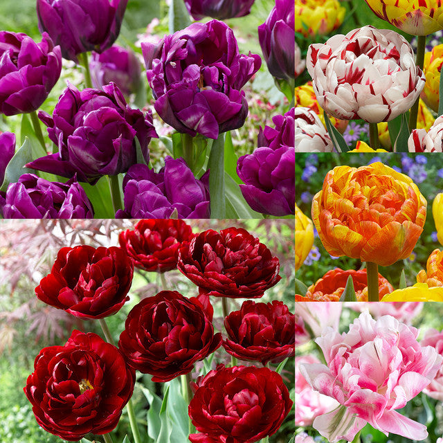 Double Late Collection Tulip Bulbs Blooms Species Growing Bonsai Roots Rhizomes Corms Tubers Potted Planting Reblooming Fragrant Garden Flower Seeds Plant