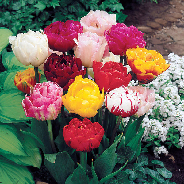 Double Late Tulips Mixed Bulbs Blooms Species Growing Bonsai Roots Rhizomes Corms Tubers Potted Planting Reblooming Fragrant Garden Flower Seeds Plant