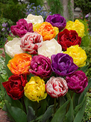 Double Late Tulips Mixed Bulbs Blooms Species Growing Bonsai Roots Rhizomes Corms Tubers Potted Planting Reblooming Fragrant Garden Flower Seeds Plant