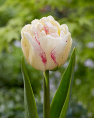 Tulip Bulbs Double Shake Blooms Species Growing Bonsai Roots Rhizomes Corms Tubers Potted Planting Reblooming Fragrant Garden Flower Seeds Plant - Seedsplant