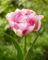 Tulip Bulbs Double Shake Blooms Species Growing Bonsai Roots Rhizomes Corms Tubers Potted Planting Reblooming Fragrant Garden Flower Seeds Plant - Seedsplant