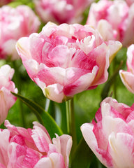 Tulip Bulbs Double Shake Blooms Species Growing Bonsai Roots Rhizomes Corms Tubers Potted Planting Reblooming Fragrant Garden Flower Seeds Plant - Seedsplant