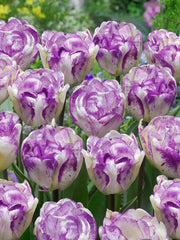 Tulip Bulbs Shirley Double Blooms Species Growing Bonsai Roots Rhizomes Corms Tubers Potted Planting Reblooming Fragrant Garden Flower Seeds Plant