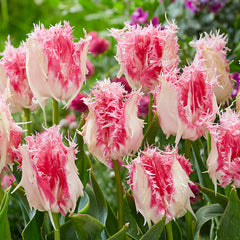 Drakensteyn Tulip Bulbs Blooms Species Growing Bonsai Roots Rhizomes Corms Tubers Potted Planting Reblooming Fragrant Garden Flower Seeds Plant - Seedsplant