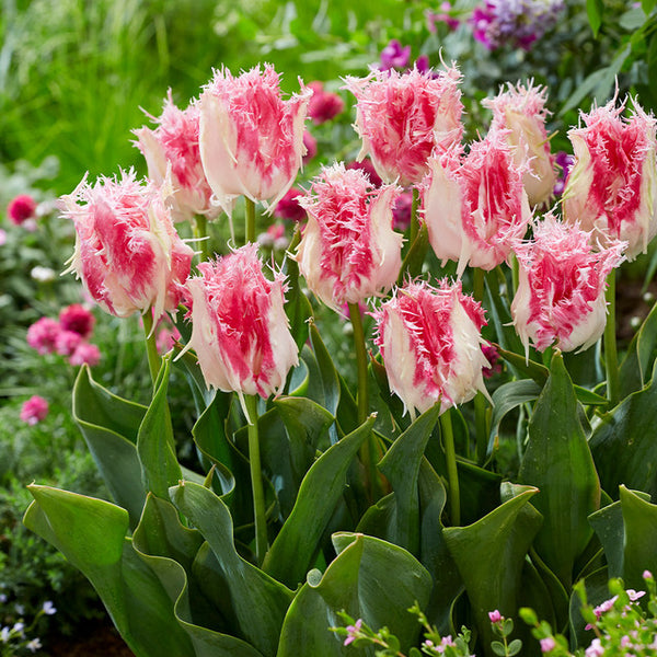 Drakensteyn Tulip Bulbs Blooms Species Growing Bonsai Roots Rhizomes Corms Tubers Potted Planting Reblooming Fragrant Garden Flower Seeds Plant