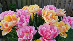 Tulip Bulbs Easter Joy Collection Blooms Species Growing Bonsai Roots Rhizomes Corms Tubers Potted Planting Reblooming Fragrant Garden Flower Seeds Plant - Seedsplant