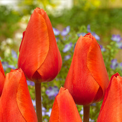 Esmee Tulip Bulbs Blooms Species Growing Bonsai Roots Rhizomes Corms Tubers Potted Planting Reblooming Fragrant Garden Flower Seeds Plant