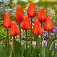 Esmee Tulip Bulbs Blooms Species Growing Bonsai Roots Rhizomes Corms Tubers Potted Planting Reblooming Fragrant Garden Flower Seeds Plant