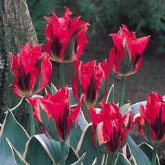 Tulip Bulbs Esperanto Blooms Species Growing Bonsai Roots Rhizomes Corms Tubers Potted Planting Reblooming Fragrant Garden Flower Seeds Plant