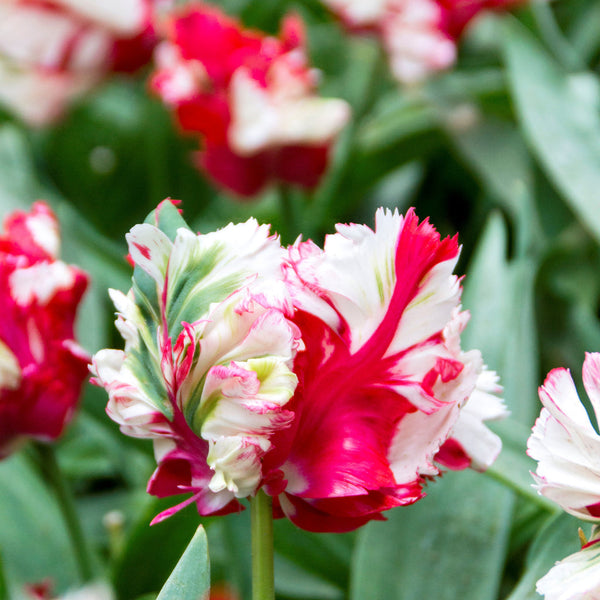 Tulip Bulbs Estella Rijnveld Parrot  Blooms Species Growing Bonsai Roots Rhizomes Corms Tubers Potted Planting Reblooming Fragrant Garden Flower Seeds Plant