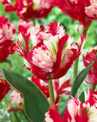 Tulip Estella Rynveld 11-12cm Bulbs Blooms Species Growing Bonsai Roots Rhizomes Corms Tubers Potted Planting Reblooming Fragrant Garden Flower Seeds Plant