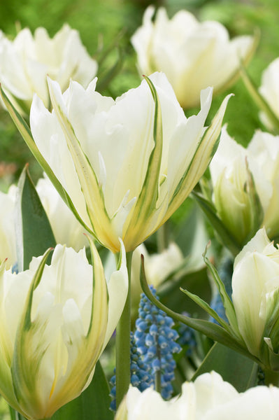 Tulip Bulbs Exotic Emperor Blooms Species Growing Bonsai Roots Rhizomes Corms Tubers Potted Planting Reblooming Fragrant Garden Flower Seeds Plant