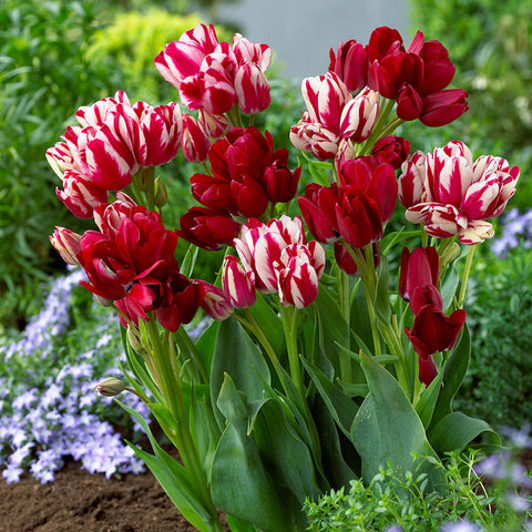 Fiery Club Tulip Bulbs Blooms Species Growing Bonsai Roots Rhizomes Corms Tubers Potted Planting Reblooming Fragrant Garden Flower Seeds Plant