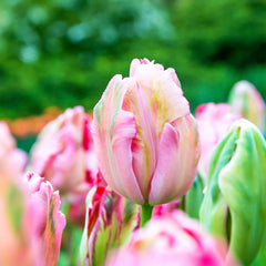 Tulip Bulbs Fantasy Parrot Blooms Species Growing Bonsai Roots Rhizomes Corms Tubers Potted Planting Reblooming Fragrant Garden Flower Seeds Plant