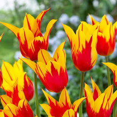 Tulip Bulbs Fire Wings Blooms Species Growing Bonsai Roots Rhizomes Corms Tubers Potted Planting Reblooming Fragrant Garden Flower Seeds Plant - Seedsplant