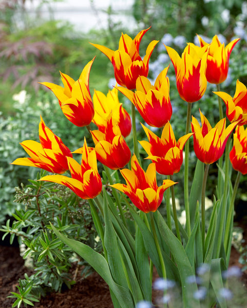 Tulip Bulbs Fire Wings Blooms Species Growing Bonsai Roots Rhizomes Corms Tubers Potted Planting Reblooming Fragrant Garden Flower Seeds Plant