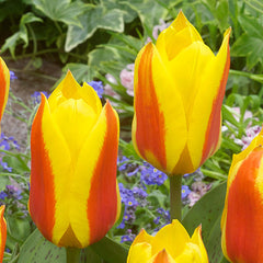 First Love Tulip Bulbs Blooms Species Growing Bonsai Roots Rhizomes Corms Tubers Potted Planting Reblooming Fragrant Garden Flower Seeds Plant