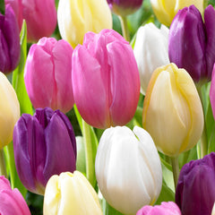Flag Mixed Tulip Bulbs Blooms Species Growing Bonsai Roots Rhizomes Corms Tubers Potted Planting Reblooming Fragrant Garden Flower Seeds Plant