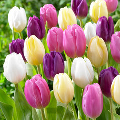 Flag Mixed Tulip Bulbs Blooms Species Growing Bonsai Roots Rhizomes Corms Tubers Potted Planting Reblooming Fragrant Garden Flower Seeds Plant
