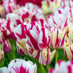 Tulip Bulbs Flaming Kiss  Blooms Species Growing Bonsai Roots Rhizomes Corms Tubers Potted Planting Reblooming Fragrant Garden Flower Seeds Plant