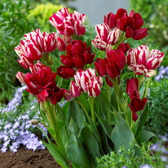 Flaming Club Tulip Bulbs Blooms Species Growing Bonsai Roots Rhizomes Corms Tubers Potted Planting Reblooming Fragrant Garden Flower Seeds Plant