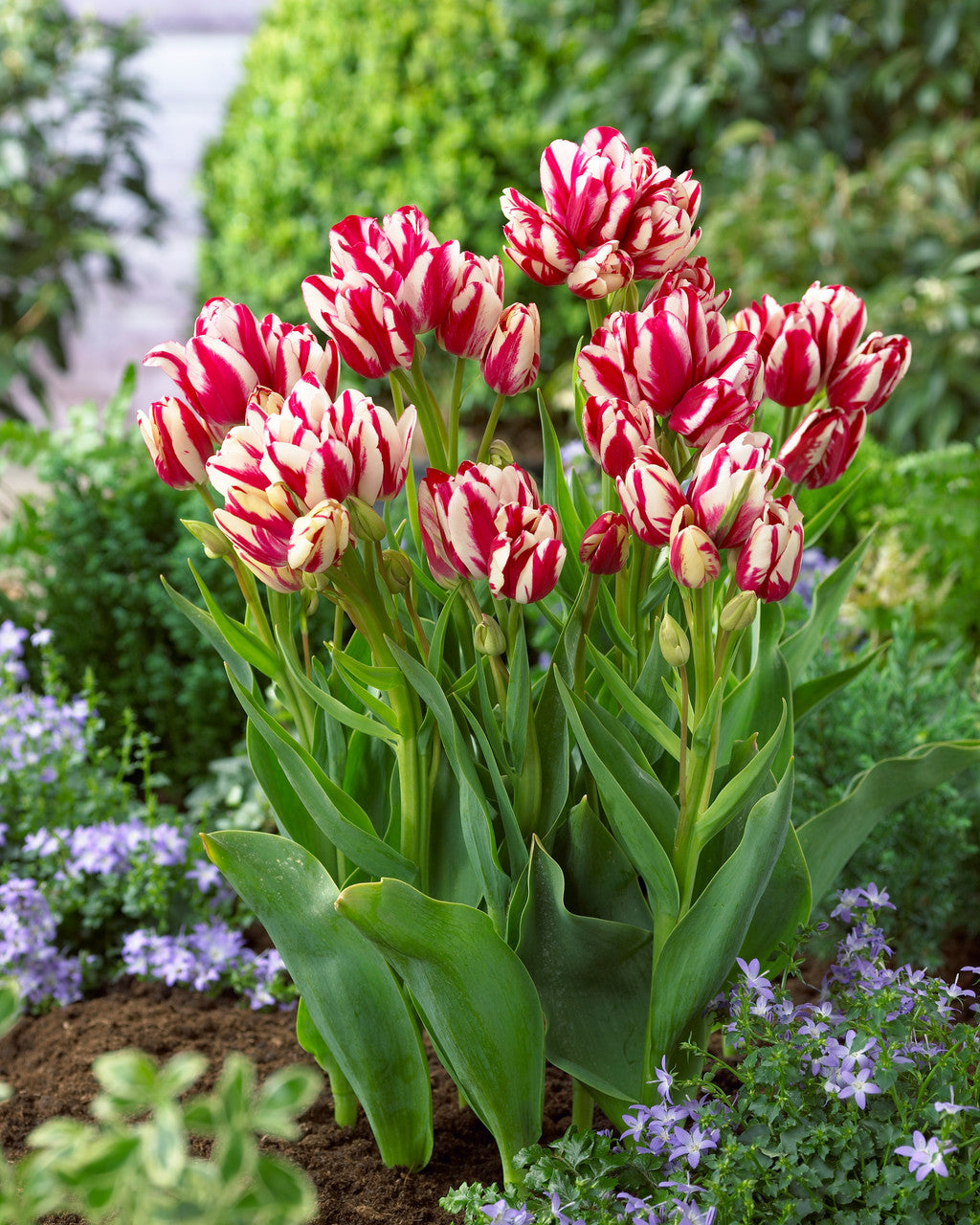 Flaming Club Tulip Bulbs Blooms Species Growing Bonsai Roots Rhizomes Corms Tubers Potted Planting Reblooming Fragrant Garden Flower Seeds Plant
