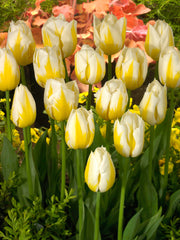 Tulip Flaming Coquette Bulbs Blooms Species Growing Bonsai Roots Rhizomes Corms Tubers Potted Planting Reblooming Fragrant Garden Flower Seeds Plant