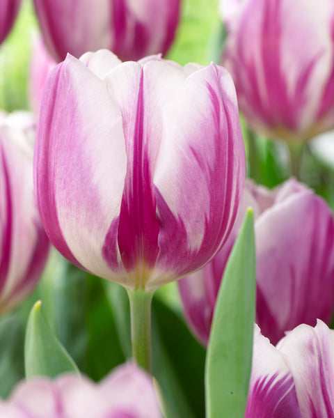 Tulip Bulbs Flaming Flag Blooms Species Growing Bonsai Roots Rhizomes Corms Tubers Potted Planting Reblooming Fragrant Garden Flower Seeds Plant