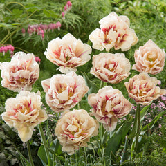 Tulip Bulbs Flaming Margarita Blooms Species Growing Bonsai Roots Rhizomes Corms Tubers Potted Planting Reblooming Fragrant Garden Flower Seeds Plant
