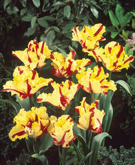 Tulip Bulbs Flaming Parrot Blooms Species Growing Bonsai Roots Rhizomes Corms Tubers Potted Planting Reblooming Fragrant Garden Flower Seeds Plant - Seedsplant