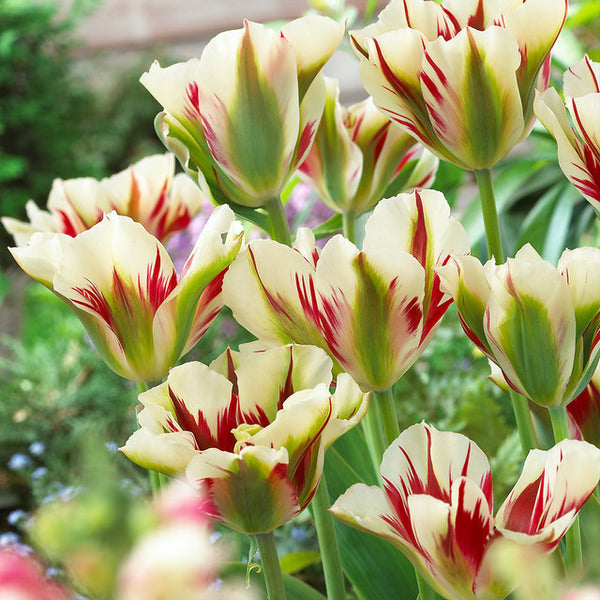 Flaming Spring Green Tulip Bulbs Blooms Species Growing Bonsai Roots Rhizomes Corms Tubers Potted Planting Reblooming Fragrant Garden Flower Seeds Plant