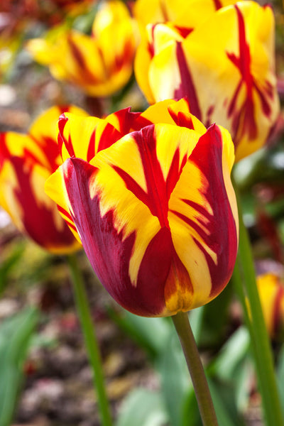 Flaming Sun Tulip Bulbs Blooms Species Growing Bonsai Roots Rhizomes Corms Tubers Potted Planting Reblooming Fragrant Garden Flower Seeds Plant