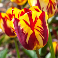 Flaming Sun Collection Tulip Bulbs Blooms Species Growing Bonsai Roots Rhizomes Corms Tubers Potted Planting Reblooming Fragrant Garden Flower Seeds Plant