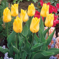 Flaming Sun Collection Tulip Bulbs Blooms Species Growing Bonsai Roots Rhizomes Corms Tubers Potted Planting Reblooming Fragrant Garden Flower Seeds Plant
