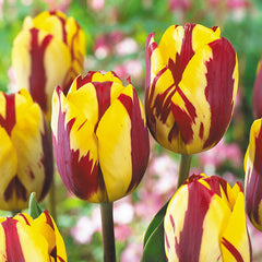 Flaming Sun Tulip Bulbs Blooms Species Growing Bonsai Roots Rhizomes Corms Tubers Potted Planting Reblooming Fragrant Garden Flower Seeds Plant