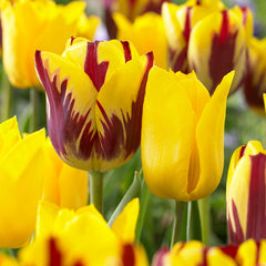 Flaming Sun Tulip Bulbs Blooms Species Growing Bonsai Roots Rhizomes Corms Tubers Potted Planting Reblooming Fragrant Garden Flower Seeds Plant
