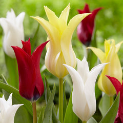 Florijin Chic Tulip Bulbs Blooms Species Growing Bonsai Roots Rhizomes Corms Tubers Potted Planting Reblooming Fragrant Garden Flower Seeds Plant