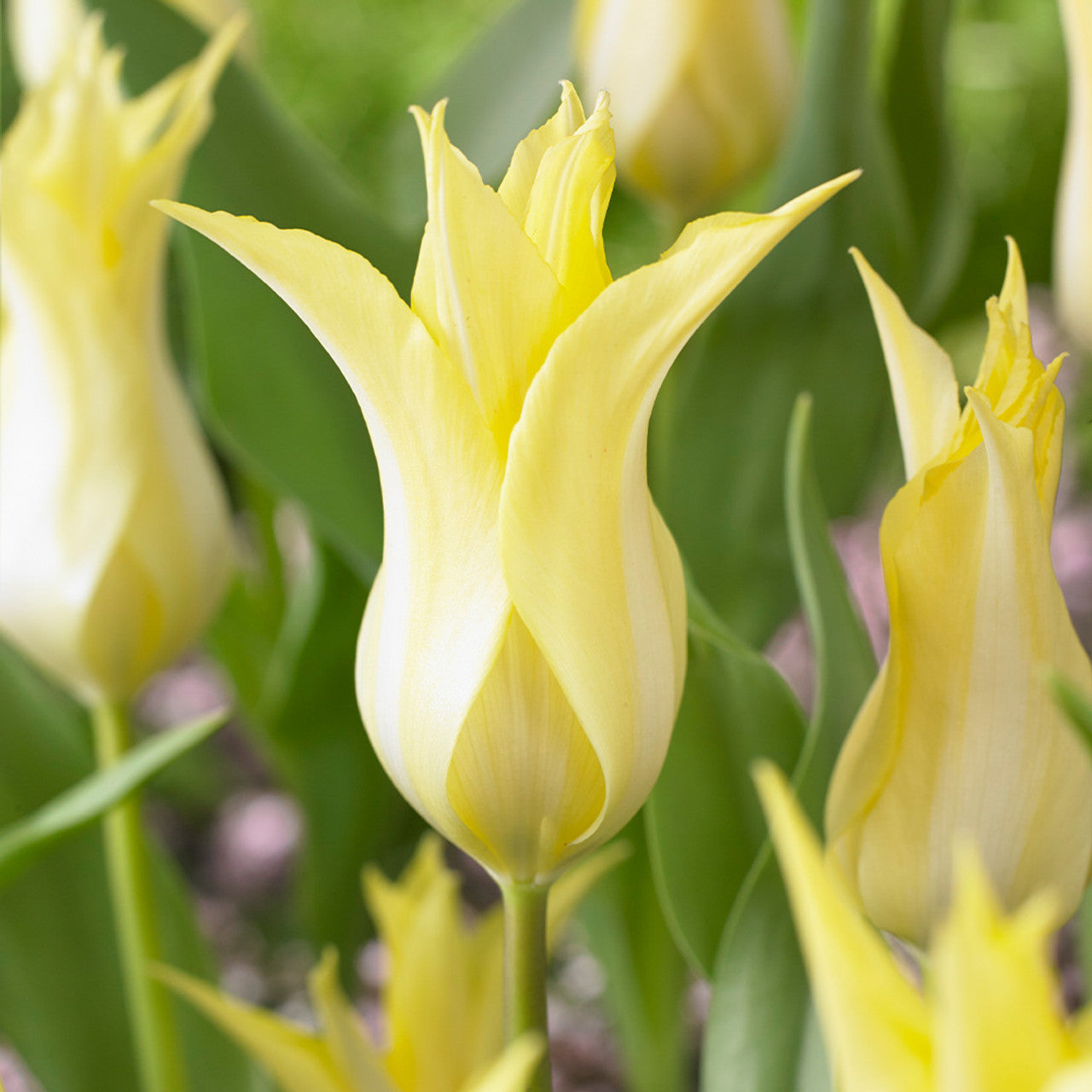 Florijin Chic Tulip Bulbs Blooms Species Growing Bonsai Roots Rhizomes Corms Tubers Potted Planting Reblooming Fragrant Garden Flower Seeds Plant