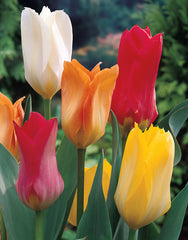 Tulip Bulbs Fosteriana Mixed Blooms Species Growing Bonsai Roots Rhizomes Corms Tubers Potted Planting Reblooming Fragrant Garden Flower Seeds Plant