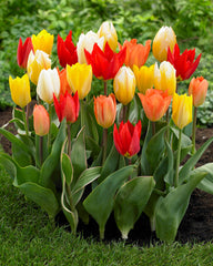 Tulip Bulbs Fosteriana Mixed Blooms Species Growing Bonsai Roots Rhizomes Corms Tubers Potted Planting Reblooming Fragrant Garden Flower Seeds Plant