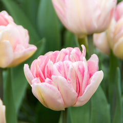 Tulip Bulbs Foxtrot Blooms Species Growing Bonsai Roots Rhizomes Corms Tubers Potted Planting Reblooming Fragrant Garden Flower Seeds Plant