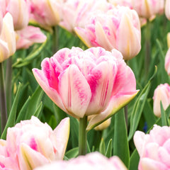 Tulip Bulbs Foxtrot Blooms Species Growing Bonsai Roots Rhizomes Corms Tubers Potted Planting Reblooming Fragrant Garden Flower Seeds Plant