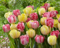 Tulip Bulbs Foxtrot Blooms Species Growing Bonsai Roots Rhizomes Corms Tubers Potted Planting Reblooming Fragrant Garden Flower Seeds Plant