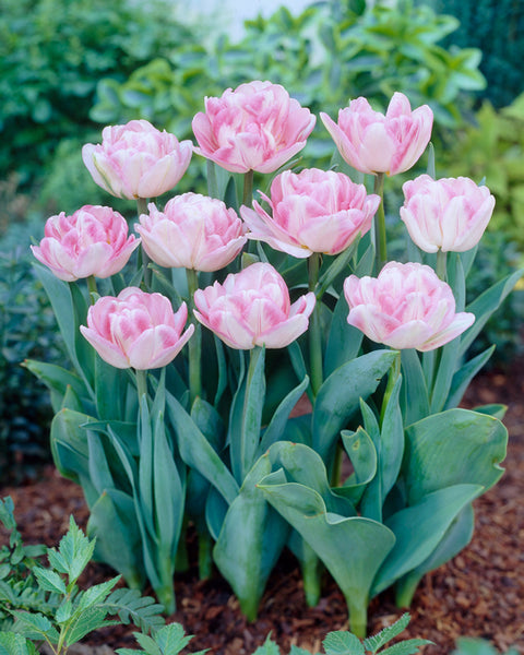 Tulip Bulbs Foxtrot Blooms Species Growing Bonsai Roots Rhizomes Corms Tubers Potted Planting Reblooming Fragrant Garden Flower Seeds Plant