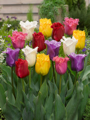 Fringed Tulips Mixed Tulipa Bulbs Blooms Species Growing Bonsai Roots Rhizomes Corms Tubers Potted Planting Reblooming Fragrant Garden Flower Seeds Plant