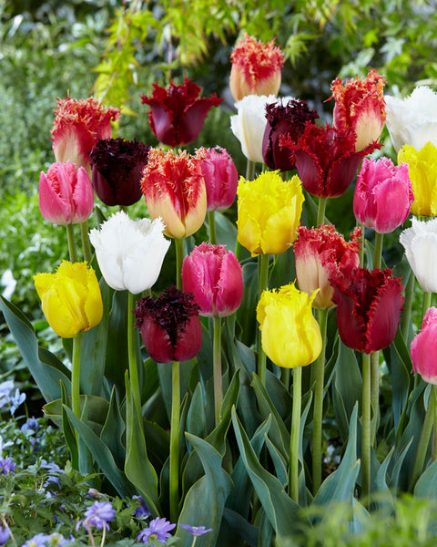 Fringed Tulips Mixed Tulipa Bulbs Blooms Species Growing Bonsai Roots Rhizomes Corms Tubers Potted Planting Reblooming Fragrant Garden Flower Seeds Plant