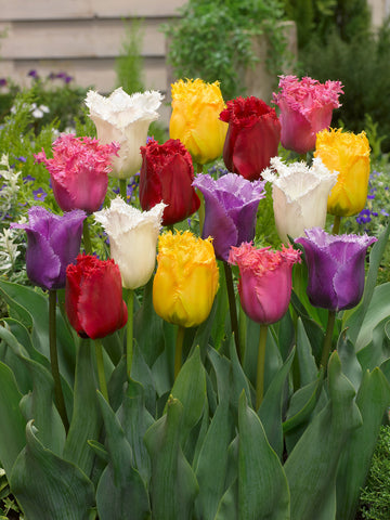 Tulip Bulbs Fringed Tulips Mixed Blooms Species Growing Bonsai Roots Rhizomes Corms Tubers Potted Planting Reblooming Fragrant Garden Flower Seeds Plant