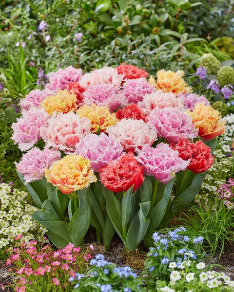 Tulip Bulbs Frizzle Sizzle Collection Blooms Species Growing Bonsai Roots Rhizomes Corms Tubers Potted Planting Reblooming Fragrant Garden Flower Seeds Plant
